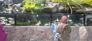 Akoirium Menjadi Magnet Tersendiri Wisatawan Berkunjung Ke Taman Rekreasi Selecta
