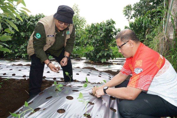 Pj Aries Panen Wortel Dan Mencicipi Kopi Lereng Arjuno<br>