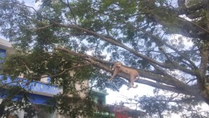 Amazing! Replika Panthera Pardus, Sambut Wisatawan Menuju JTP 2