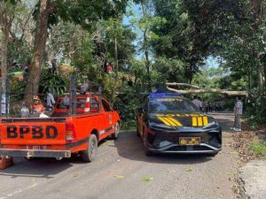 Tim Gabungan Evakuasi Pohon Tumbang yang Tutup Jalan di Ruas Jalan Raya Desa Tlekung