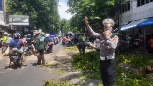 Tukang Becak Kritis, Usai Tertimpa Pohon Tumbang