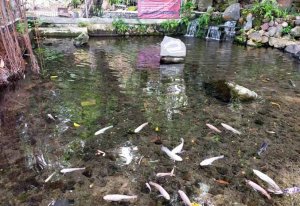 Mata Air Tak Pernah Surut, Sumber Kambang Sudah Ada Sejak Zaman Kerajaan Daha